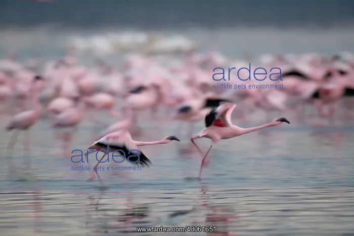 : Kenya, Lake Nakuru National Park, Lesser : Kenya, Lake Nakuru National Park, Lesser