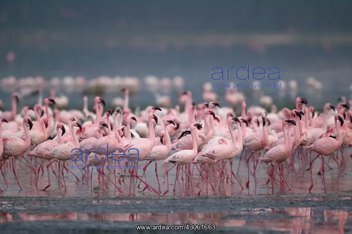 : Kenya, Lake Nakuru National Park, Lesser : Kenya, Lake Nakuru National Park, Lesser