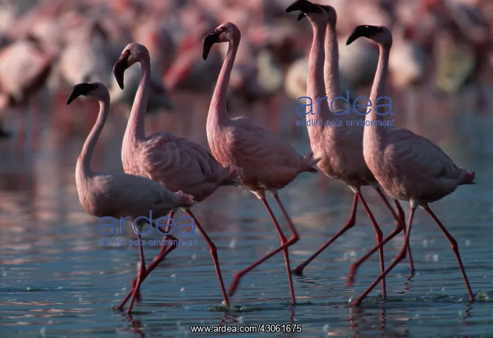 : Kenya, Lake Nakuru National Park, Lesser : Kenya, Lake Nakuru National Park, Lesser