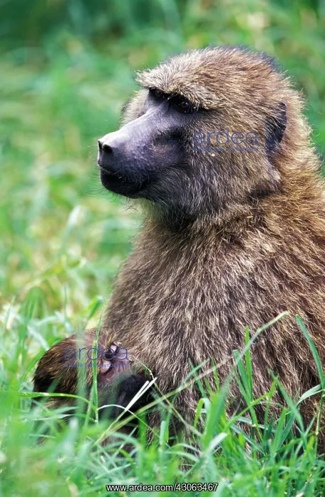 : Kenya, Lake Nakuru National Park. Olive : Kenya, Lake Nakuru National Park. Olive