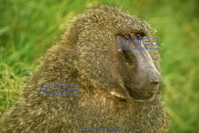 : Kenya: Lake Nakuru National Park, Olive : Kenya: Lake Nakuru National Park, Olive