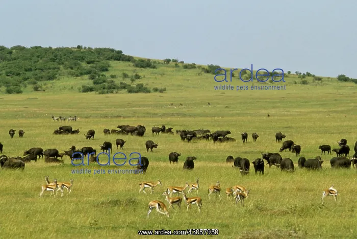 : Kenya, Lake Nakuru National Park. Thompson's : Kenya, Lake Nakuru National Park. Thompson's