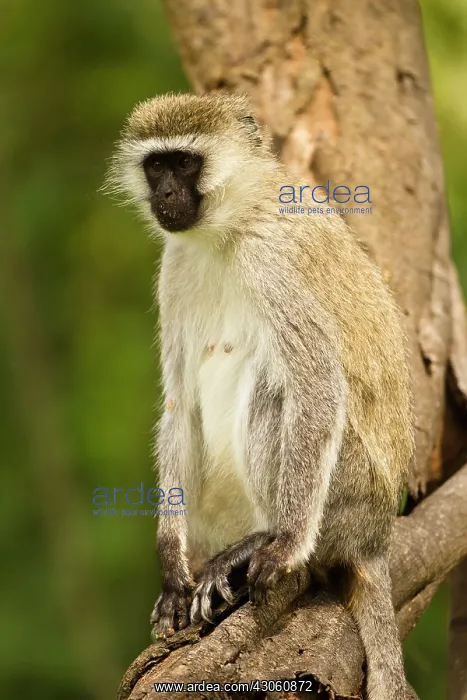 : Kenya, Lake Nakuru National Park. Vervet : Kenya, Lake Nakuru National Park. Vervet