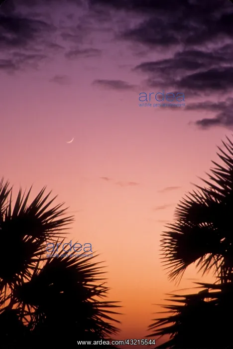 : Kenya. Lake Turkana. Sunset at Lobolo Oasis : Kenya. Lake Turkana. Sunset at Lobolo Oasis