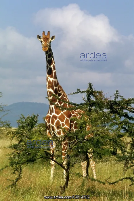 : Kenya: Lewa Wildlife Conservancy, reticulated : Kenya: Lewa Wildlife Conservancy, reticulated
