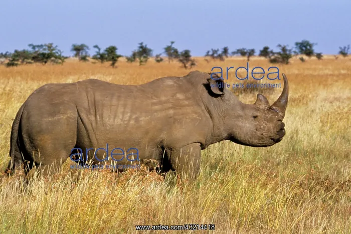  : Kenya: Lewa Wildlife Conservancy, white