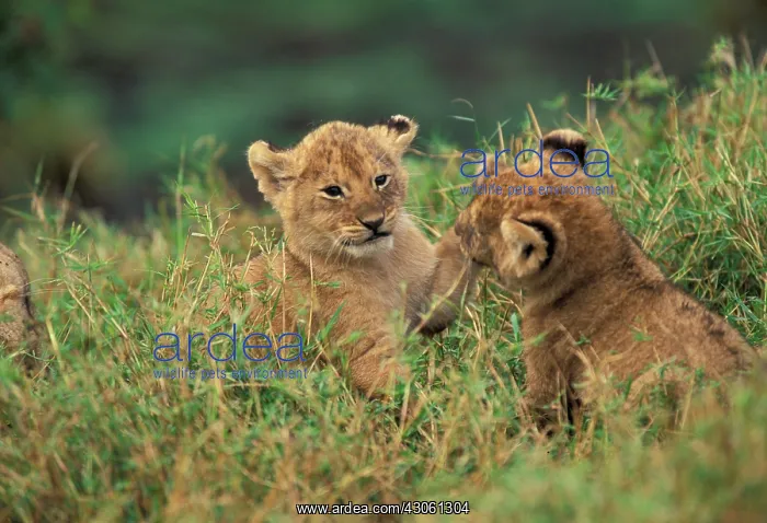 : Kenya. Lion Cubs playing (Panthera Leo) : Kenya. Lion Cubs playing (Panthera Leo)