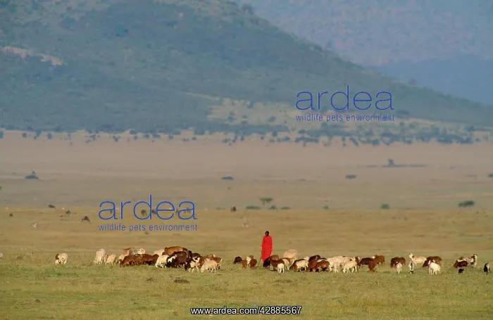  : KENYA - Maasai herdsman with sheep, goats & cattle