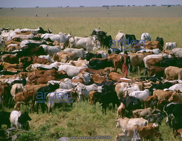 : Kenya - Maasai Man with Cattle : Kenya - Maasai Man with Cattle