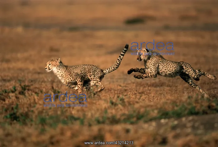 : Kenya, Maasai Mara, Pair of cheetahs running : Kenya, Maasai Mara, Pair of cheetahs running