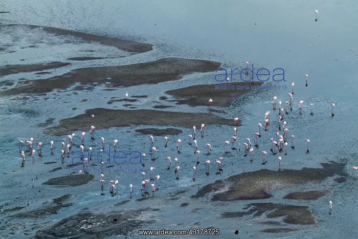  : Kenya, Magadi lake, flamant nain, lesser flamingo