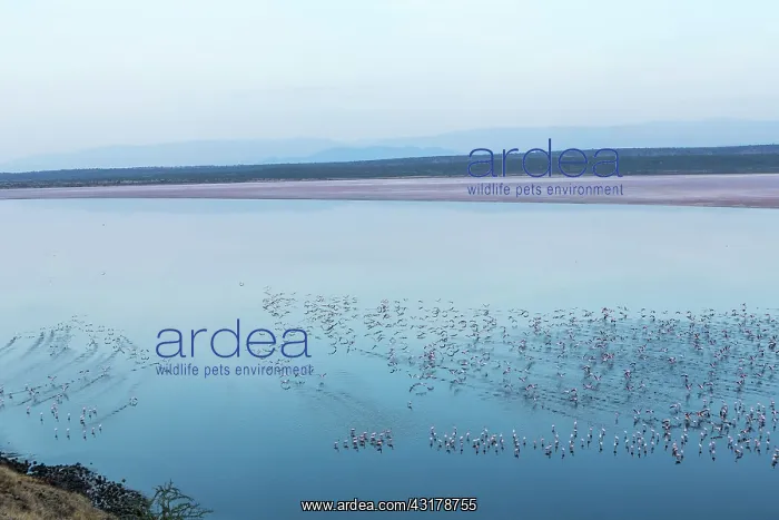 : Kenya, Magadi lake, flamant nain, lesser flamingo : Kenya, Magadi lake, flamant nain, lesser flamingo