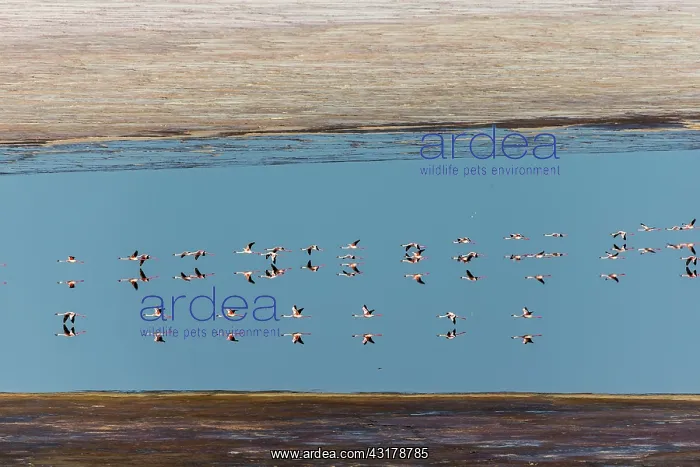 : Kenya, Magadi lake, flamant nain, lesser flamingo : Kenya, Magadi lake, flamant nain, lesser flamingo