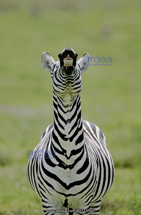 : Kenya. Male Burchell's zebra exhibits flehmen : Kenya. Male Burchell's zebra exhibits flehmen