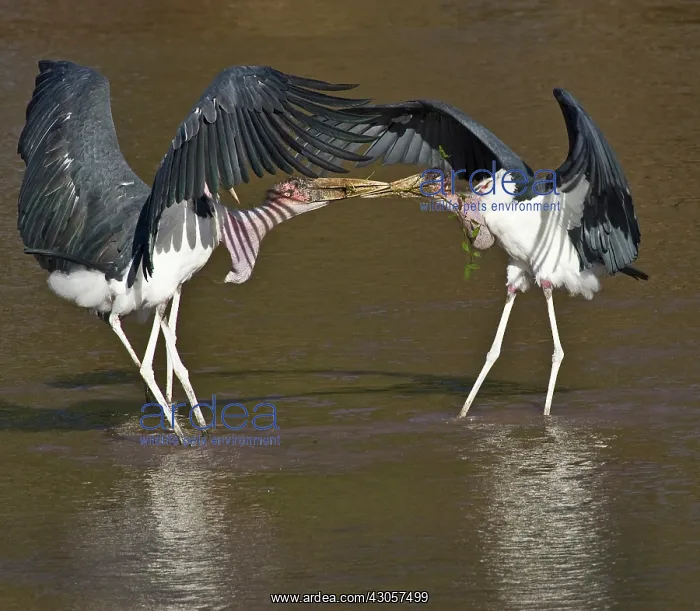 : Kenya. Marabou storks struggle over nesting : Kenya. Marabou storks struggle over nesting