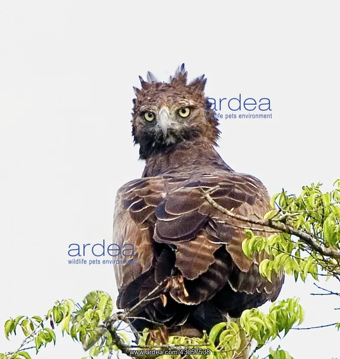 : Kenya. Martial eagle perched on tree limb : Kenya. Martial eagle perched on tree limb