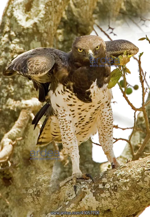 : Kenya. Martial eagle standing on tree limb : Kenya. Martial eagle standing on tree limb