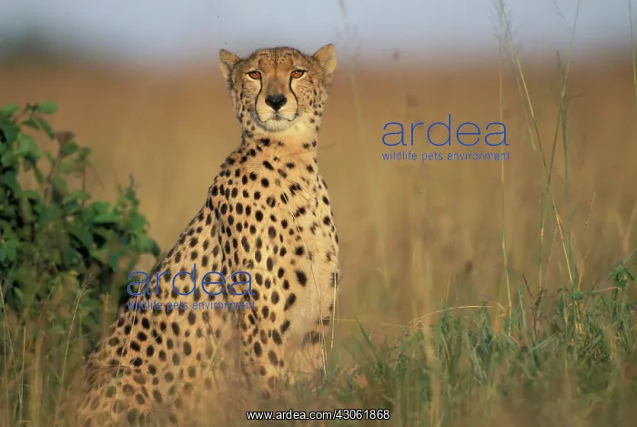 : Kenya, Masai Macra Game Reserve, Tight portrait : Kenya, Masai Macra Game Reserve, Tight portrait