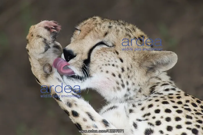 : Kenya, Masai Mara. Detail of adult cheetah : Kenya, Masai Mara. Detail of adult cheetah