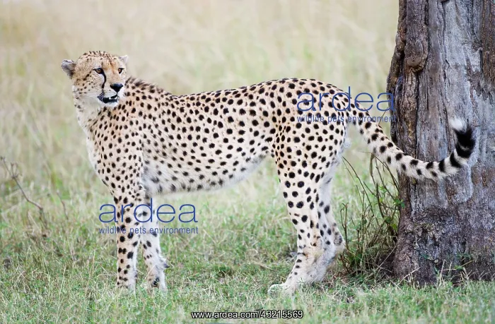  : Kenya, Masai Mara. Adult male cheetah pauses