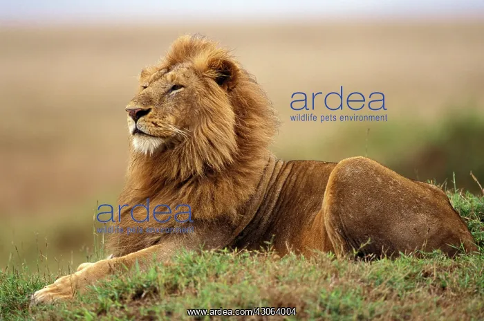 : Kenya, Masai Mara. Adult male lion on termite : Kenya, Masai Mara. Adult male lion on termite