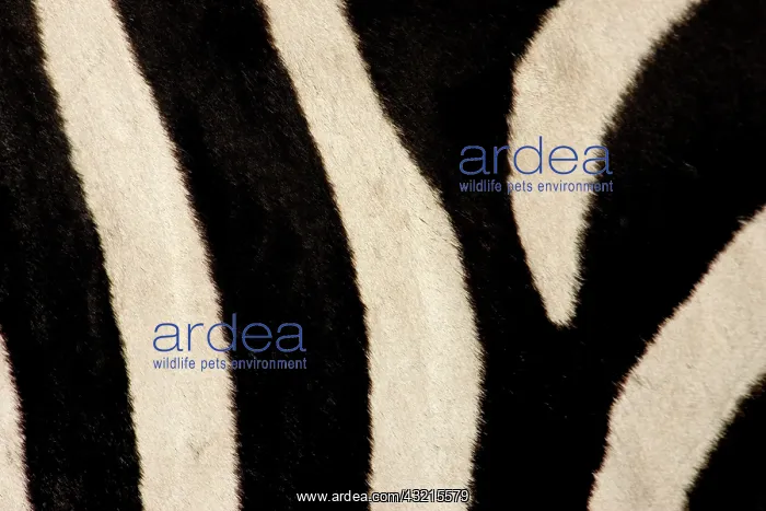 : Kenya, Masai Mara. Close-up of common zebra's : Kenya, Masai Mara. Close-up of common zebra's