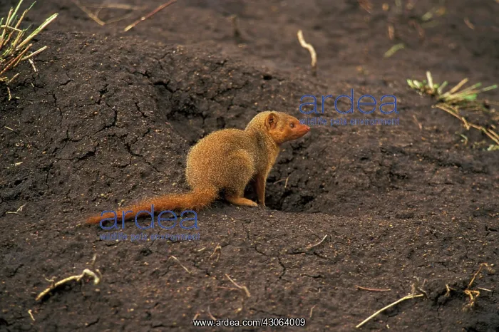 : Kenya, Masai Mara. Dwarf Mongoose (Helogale : Kenya, Masai Mara. Dwarf Mongoose (Helogale