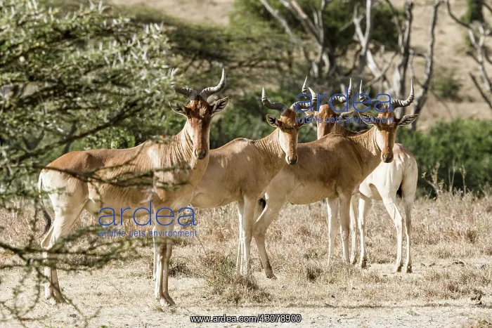 : Kenya, Masai-Mara game reserve, hartebeest (Alcelaphus : Kenya, Masai-Mara game reserve, hartebeest (Alcelaphus