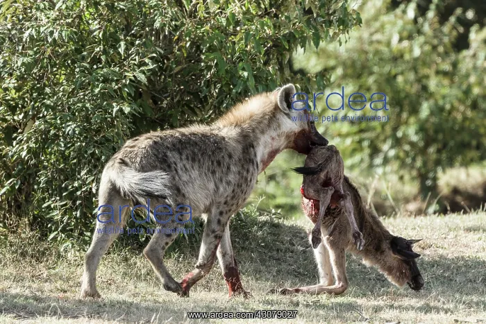 : Kenya, Masai-Mara game reserve, spotted hyena (Crocuta : Kenya, Masai-Mara game reserve, spotted hyena (Crocuta