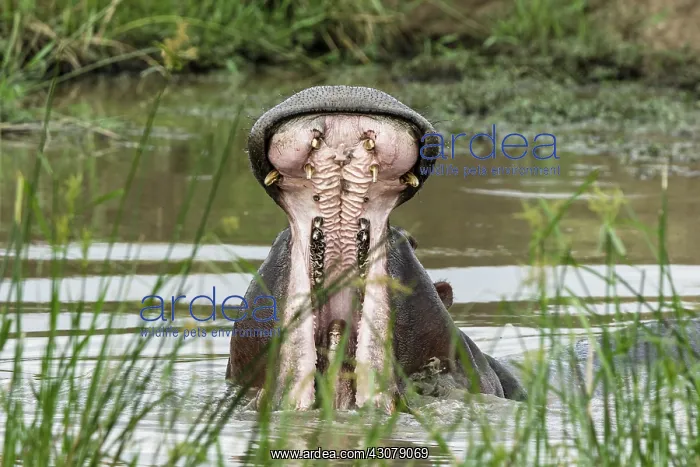 : Kenya, Masai-Mara game reserve, Hippopotamus (Hippopotamus : Kenya, Masai-Mara game reserve, Hippopotamus (Hippopotamus