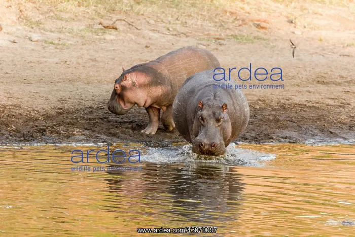 : Kenya, Masai-Mara game reserve, Hippopotamus (Hippopotamus : Kenya, Masai-Mara game reserve, Hippopotamus (Hippopotamus