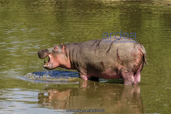 : Kenya, Masai-Mara game reserve, Hippopotamus (Hippopotamus : Kenya, Masai-Mara game reserve, Hippopotamus (Hippopotamus