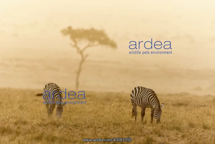 : Kenya, Masai-Mara game reserve, Grant's zebra (Equus : Kenya, Masai-Mara game reserve, Grant's zebra (Equus