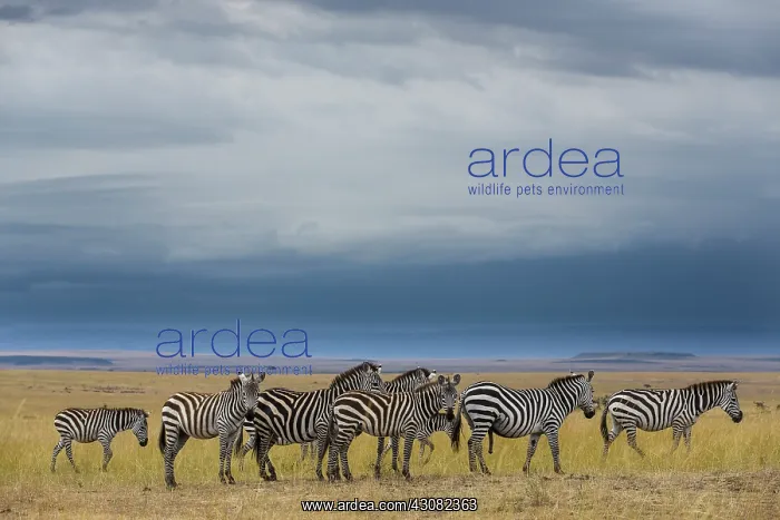  : Kenya, Masai-Mara game reserve, Grant's zebra (Equus
