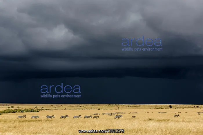 : Kenya, Masai-Mara game reserve, Grant's zebra (Equus : Kenya, Masai-Mara game reserve, Grant's zebra (Equus