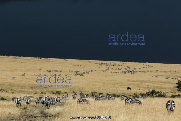 : Kenya, Masai-Mara game reserve, Grant's zebra (Equus : Kenya, Masai-Mara game reserve, Grant's zebra (Equus