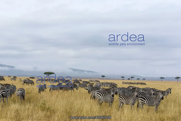 : Kenya, Masai-Mara game reserve, Grant's zebra (Equus : Kenya, Masai-Mara game reserve, Grant's zebra (Equus