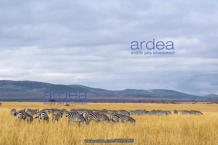 : Kenya, Masai-Mara game reserve, Grant's zebra (Equus : Kenya, Masai-Mara game reserve, Grant's zebra (Equus