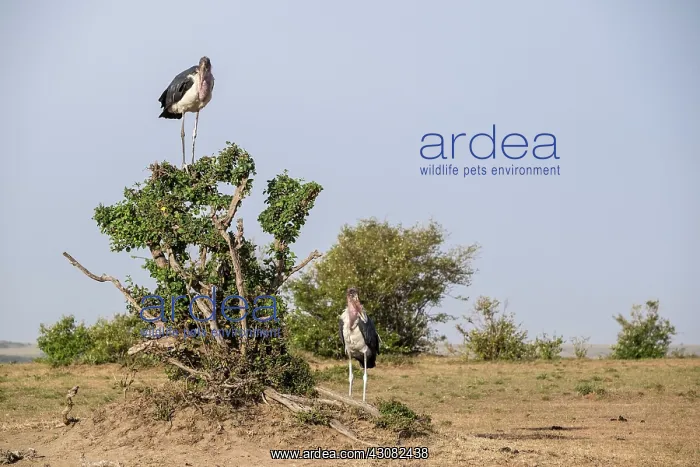 : Kenya, Masai-Mara game reserve, Marabou stork (Leptoptilos : Kenya, Masai-Mara game reserve, Marabou stork (Leptoptilos