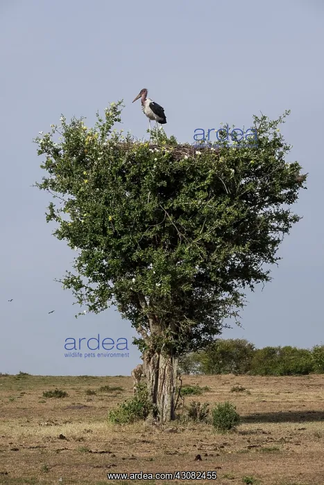 : Kenya, Masai-Mara game reserve, Marabou stork (Leptoptilos : Kenya, Masai-Mara game reserve, Marabou stork (Leptoptilos