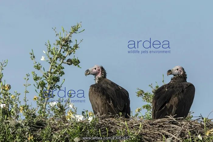 : Kenya, Masai-Mara game reserve, lappet-faced vulture : Kenya, Masai-Mara game reserve, lappet-faced vulture