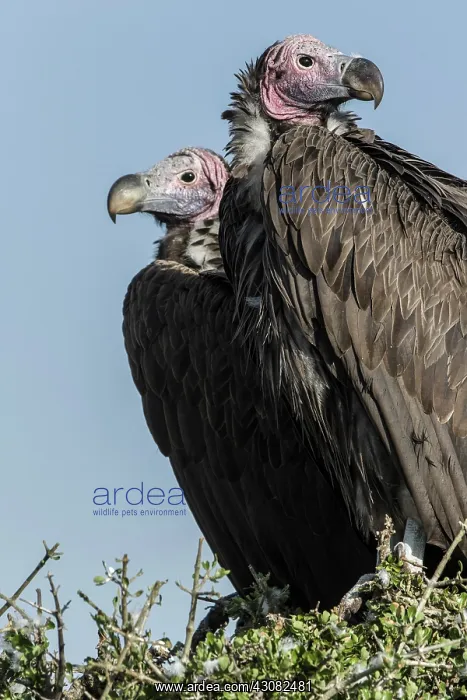 : Kenya, Masai-Mara game reserve, lappet-faced vulture : Kenya, Masai-Mara game reserve, lappet-faced vulture