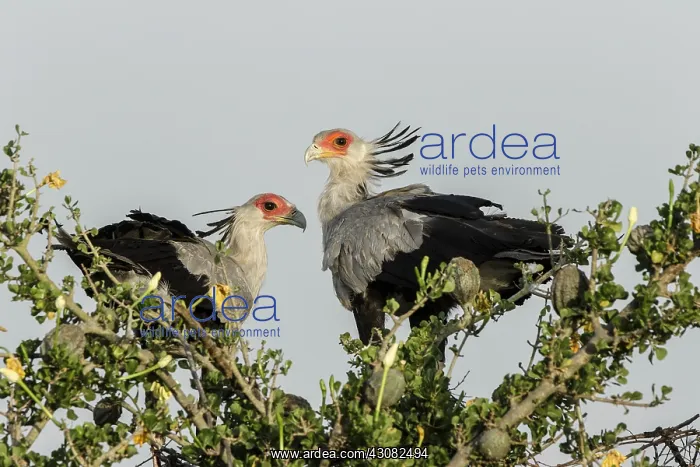 : Kenya, Masai-Mara game reserve, secretary bird (Sagittarius : Kenya, Masai-Mara game reserve, secretary bird (Sagittarius