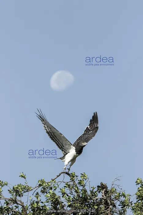 : Kenya, Masai-Mara game reserve, Black-chested Snake-Eagle : Kenya, Masai-Mara game reserve, Black-chested Snake-Eagle
