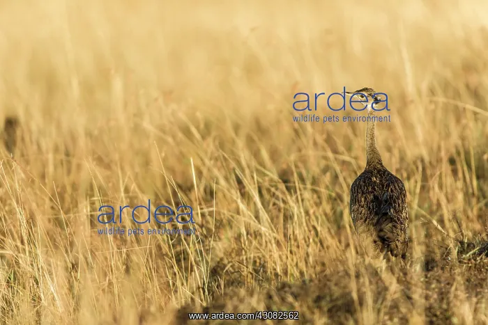 : Kenya, Masai-Mara game reserve, Black-bellied Bustard : Kenya, Masai-Mara game reserve, Black-bellied Bustard