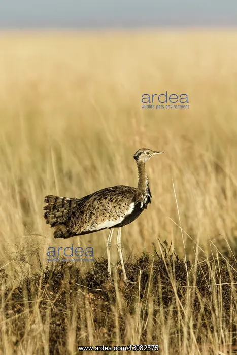 : Kenya, Masai-Mara game reserve, Black-bellied Bustard : Kenya, Masai-Mara game reserve, Black-bellied Bustard