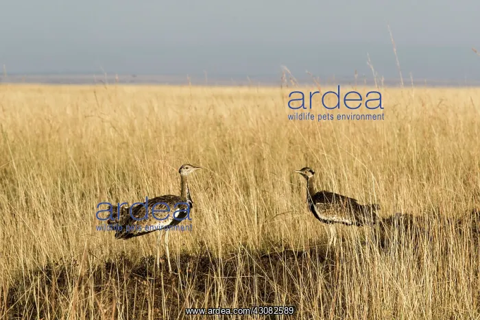  : Kenya, Masai-Mara game reserve, Black-bellied Bustard