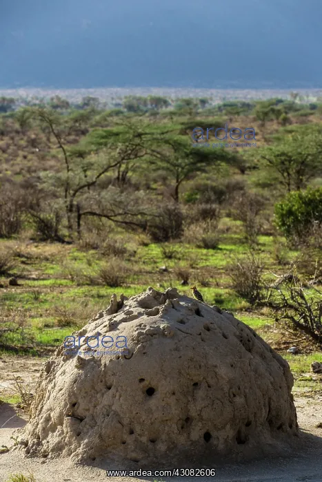 : Kenya, Masai-Mara game reserve, Red-and-yellow Barbet : Kenya, Masai-Mara game reserve, Red-and-yellow Barbet