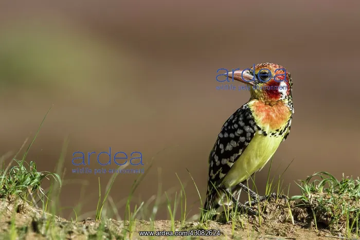 : Kenya, Masai-Mara game reserve, Red-and-yellow Barbet : Kenya, Masai-Mara game reserve, Red-and-yellow Barbet