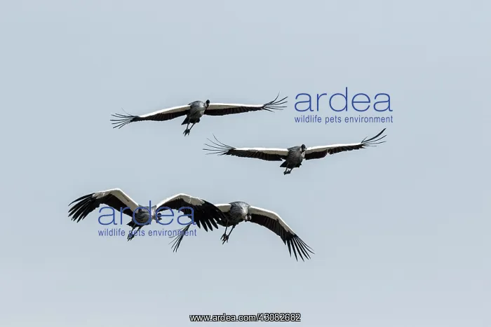 : Kenya, Masai-Mara game reserve, crowned crane (Balearica : Kenya, Masai-Mara game reserve, crowned crane (Balearica
